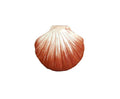 Seashell with Pearl Fève Miniature